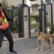 Cachorro morde entregador de aplicativo dentro do condomínio: quem responde, o dono, o síndico ou a plataforma