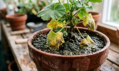 "O maior erro que cometemos com os gerânios é deixar o solo úmido", diz um especialista em plantas
