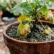 "O maior erro que cometemos com os gerânios é deixar o solo úmido", diz um especialista em plantas