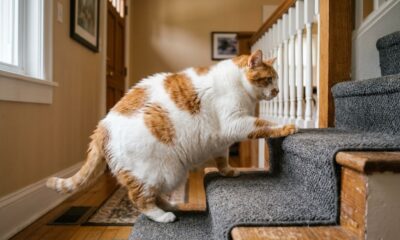 Gato de quase 20 kg inicia uma transformação impressionante para perder peso e voltar a ter mais qualidade de vida