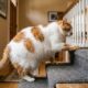 Gato de quase 20 kg inicia uma transformação impressionante para perder peso e voltar a ter mais qualidade de vida