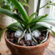 O truque seguro das pedras de gelo no substrato para induzir o choque térmico e estimular a orquídea Phalaenopsis a soltar novos botões