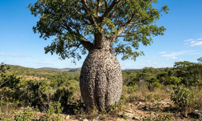 Essa árvore de tronco macio retém água como uma esponja e é capaz de diminuir a temperatura do quintal de casa em até 5 graus no verão