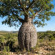 Essa árvore de tronco macio retém água como uma esponja e é capaz de diminuir a temperatura do quintal de casa em até 5 graus no verão