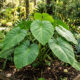 Pariparoba nos canteiros da horta: como cultivar essa planta rústica de folhas gigantes em formato de coração com alto poder medicinal para chás