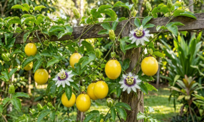 O jeito fácil de plantar maracujá na grade da janela para criar uma cortina verde natural que bloqueia o sol e dá frutos no apartamento