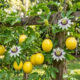 O jeito fácil de plantar maracujá na grade da janela para criar uma cortina verde natural que bloqueia o sol e dá frutos no apartamento