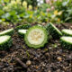 Espalhar fatias grossas de pepino amargo na terra do jardim: o truque caseiro que emite compostos naturais para expulsar ninhos de formiga-lava-pé