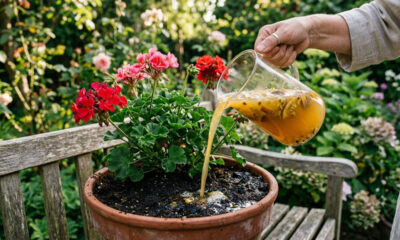 Regar vasos com infusão fria de casca de maracujá: o tônico caseiro rico em potássio que destrava a floração estagnada de plantas há meses