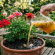 Regar vasos com infusão fria de casca de maracujá: o tônico caseiro rico em potássio que destrava a floração estagnada de plantas há meses