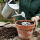 Misturar água oxigenada de volume 10 na água da rega: a solução caseira que elimina fungos, limpa a terra de vasos e oxigena as raízes