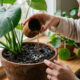 Macerado de alho com pimenta-do-reino e vinagre de álcool: o inseticida caseiro de choque para eliminar pulgões-de-raiz nas plantas do vaso