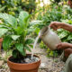 Regar plantas com água de cozimento da mandioca fria e sem sal: o truque rico em amido e minerais que estimula o surgimento rápido de brotos novos