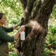 Borrifar infusão de cravo com noz-moscada nos troncos: a receita aromática caseira para espantar o besouro-serra-pau das árvores do jardim