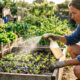 Borrifar infusão de urtiga-branca com vinagre de maçã: o fungicida foliar suave que combate manchas e protege hortaliças mais delicadas