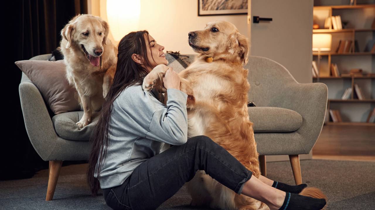 Especialistas em psicologia apontam: escolher pets em vez de filhos pode revelar uma visão de vida que poucos percebem