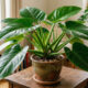 Como cultivar o pacová em vasos dentro de casa: o guia simples de rega para manter as folhas grossas e brilhantes da planta dos arquitetos