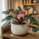 Essa folhagem ornamental de colecionador exige luz indireta filtrada para manter as manchas cor-de-rosa vibrantes em suas folhas escuras