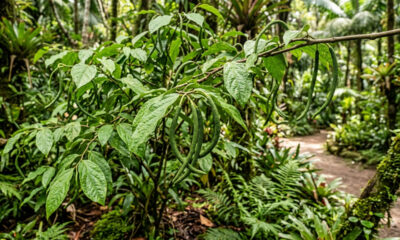 Esse arbusto rústico de espigas aromáticas é muito resistente e fornece folhas com propriedades medicinais e tempero marcante para pratos