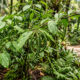 Esse arbusto rústico de espigas aromáticas é muito resistente e fornece folhas com propriedades medicinais e tempero marcante para pratos