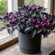 Essa variedade rara de pimenta ornamental decora a casa com frutos em tom roxo-neon e resiste com vigor a ondas extremas de calor