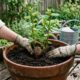 Como plantar batata-doce em vaso a partir de um tubérculo brotado e colher em poucos meses