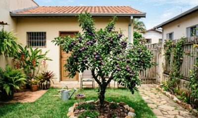 A árvore perfeita para o quintal: não levanta o piso, dá frutos no verão e ainda resiste bem aos períodos de seca