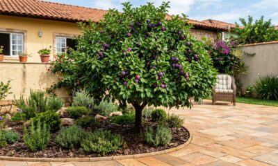 A árvore frutífera que os jardineiros recomendam a melhor árvore frutífera para casa, que não racha o solo e da frutos doces