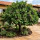 A árvore frutífera que os jardineiros recomendam a melhor árvore frutífera para casa, que não racha o solo e da frutos doces