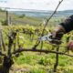 3 árvores frutíferas devem ser podadas em setembro para melhorar a frutificação, renovar os ramos produtivos e preparar uma colheita mais generosa no próximo ano