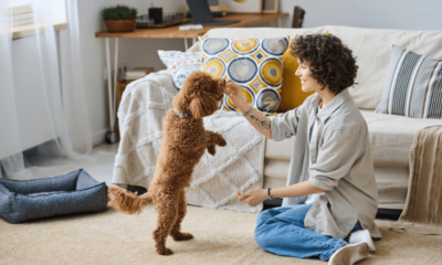 Como se tornar pet sitter? 10 dicas para começar a trabalhar cuidando de animais 