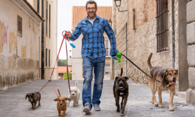 O que é preciso para ser passeador de cães? Veja como trabalhar como dog walker com segurança e profissionalismo 