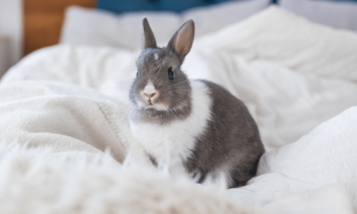Nem só de cenoura vive um coelho: 7 erros que parecem inofensivos, mas podem fazer mal ao animal 