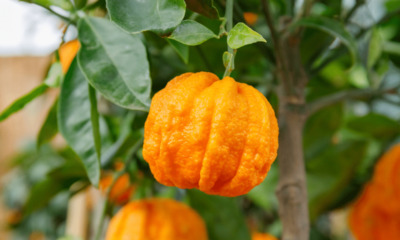 Laranja-amarga faz bem para quê? Conheça 6 possíveis benefícios e como usar