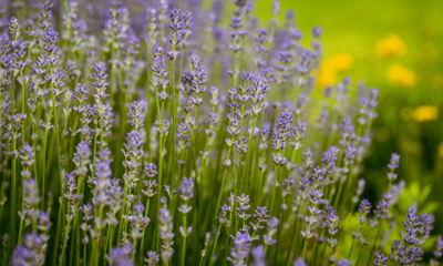 Lavanda ajuda a relaxar? Conheça 7 benefícios da planta para a saúde