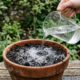 Mistura de água oxigenada 10 volumes na rega: como aplicar 1 colher por litro para injetar oxigênio no solo e eliminar o fungo das raízes