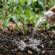 Inoculação do fungo benéfico Trichoderma no solo: como o biodefensivo atua na raiz e bloqueia o desenvolvimento do mofo-branco nas plantas