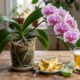 Basta colocar no vaso da orquídea uma vez por mês: esta mistura caseira leva 3 ingredientes e é usada para favorecer crescimento e floração