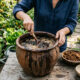 Calda de esterco bovino com açúcar mascavo e levedura: o fermentado caseiro rico em ácidos fúlvicos para soltar terra batida em vasos