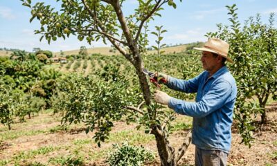 7 árvores frutíferas que devem ser podadas em setembro para crescerem mais fortes e produzirem mais frutos no próximo ano