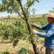 7 árvores frutíferas que devem ser podadas em setembro para crescerem mais fortes e produzirem mais frutos no próximo ano
