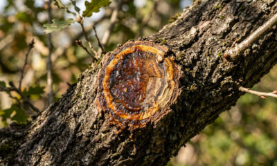 Extrato de própolis diluído em água para rega: para que serve o cicatrizante natural que sela feridas de podas e bloqueia bactérias nas folhas