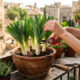 Como plantar alho-poró em vaso com colheitas contínuas: o guia simples de poda que corta apenas as folhas verdes para a planta rebrotar sempre