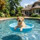 Labradora transforma piscininha em barco improvisado e família surpreende ao realizar seu sonho com um de verdade