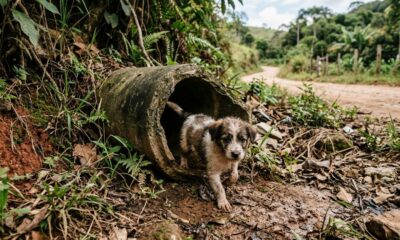 Durante corrida em estrada isolada, mulher escuta gritos saindo do chão e para para investigar