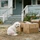 Vizinha encontra cachorro sozinho entre os pertences descartados depois que família se muda