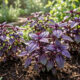 O segredo de poda e iluminação para cultivar manjericão roxo super volumoso em pequenos vasos de tempero na bancada da cozinha