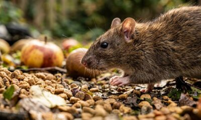 Especialistas em controle de pragas concordam: “A melhor forma de afastar ratos do jardim não é usar armadilhas, mas cultivar estas 3 plantas aromáticas”