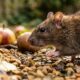 Especialistas em controle de pragas concordam: “A melhor forma de afastar ratos do jardim não é usar armadilhas, mas cultivar estas 3 plantas aromáticas”