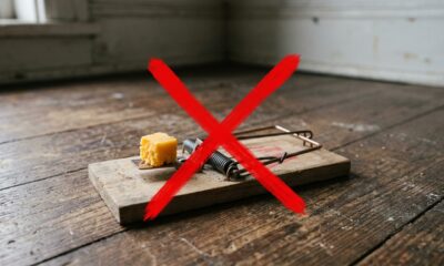 Usar queijo em ratoeiras é perda de tempo. Proprietários de casas de campo experientes substituíram o queijo por um único ingrediente e os ratos são capturados em menos de uma hora